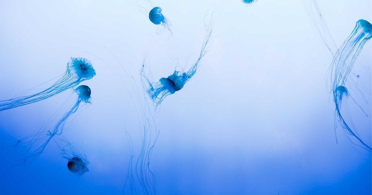 After Effects 表達式自動化動畫教學：用程式碼讓動態設計事半功倍