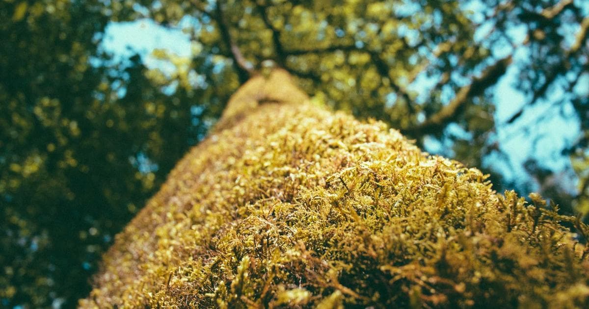 CodeCombat 兒童程式遊戲教學：2026 年 Python 入門學習路徑完整指南