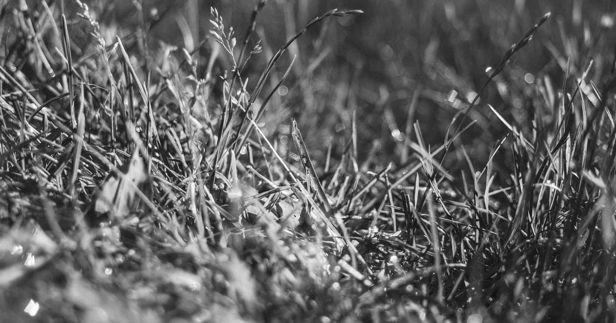 Deno 2 後端開發完整教學：2026 年取代 Node.js 的實戰比較指南