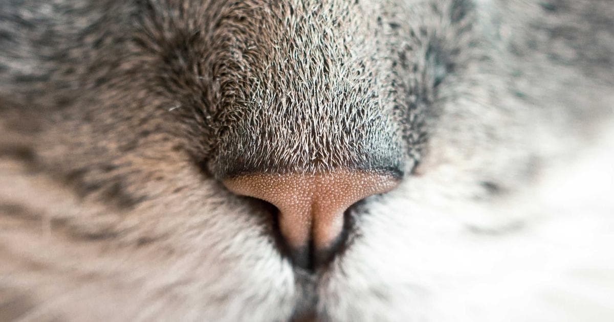 Python PDF 自動化教學：用 PyPDF2 實現合併、分割與批量處理報表的完整指南