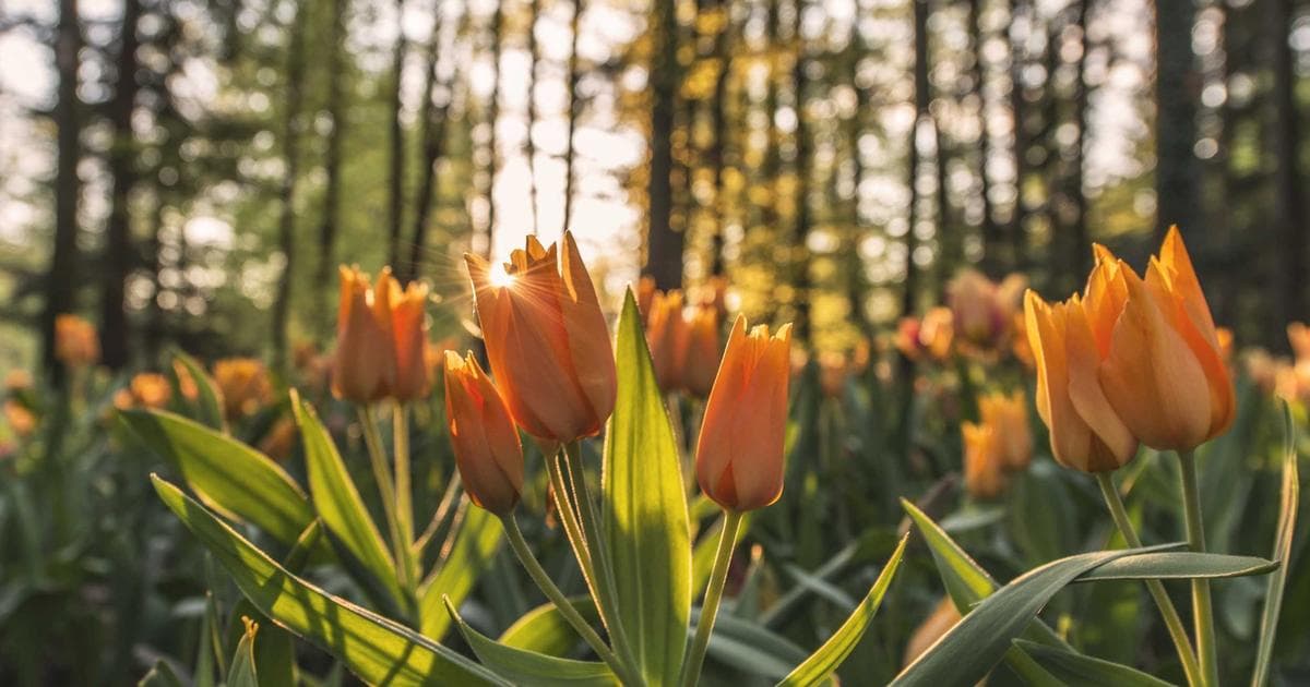 股票技術分析入門：KD、MACD、RSI 三大指標完整教學