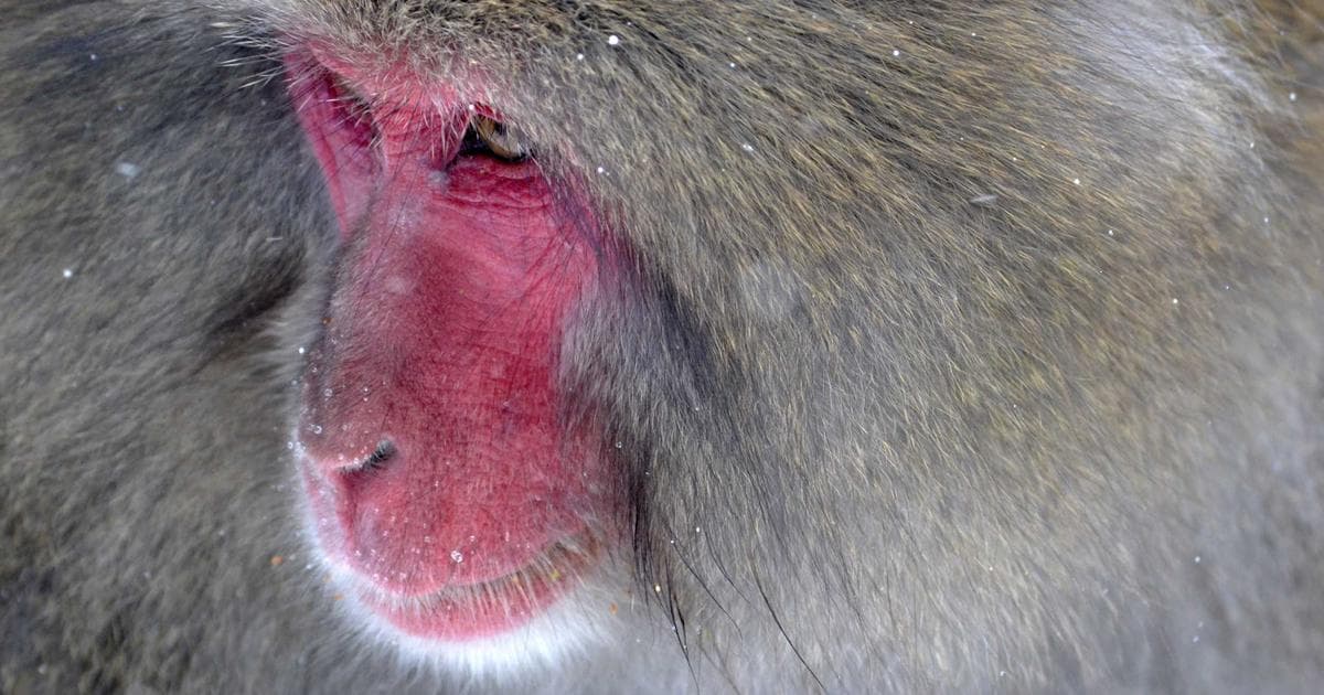 YouTube Shorts 3分鐘影片製作策略：2026 演算法變革下的完整攻略